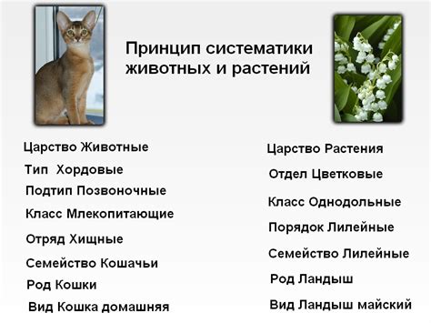 Систематика