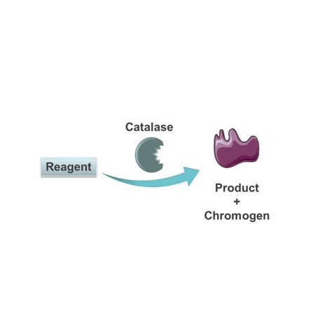 Kb03012 Catalase Activity Assay Kit Bqc Bioquochem