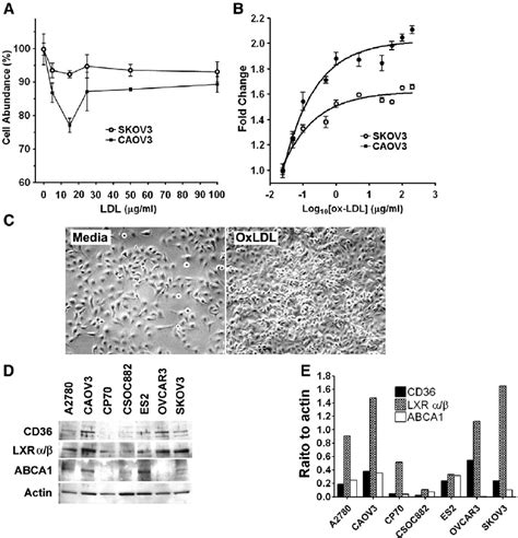 Effect Of Ldls On Proliferation And Presence Of Lxr Pathway Proteins