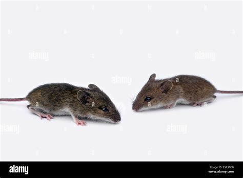 House mouse, house mice Stock Photo - Alamy