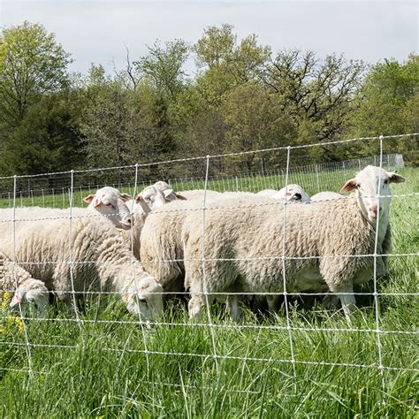 Electric Fence And Netting For Sheep Premier1Supplies