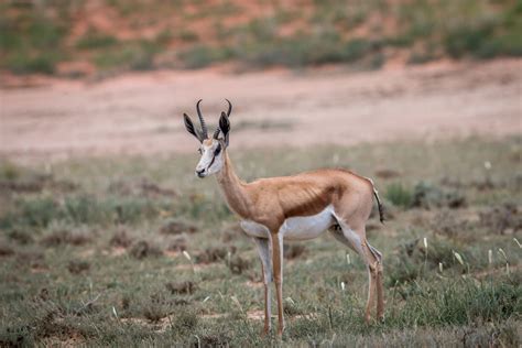 Migration Of Million Antelope In South Sudan Is The Largest Land