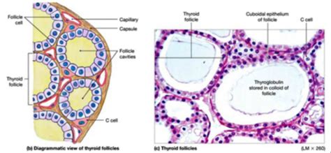 Lecture Endocrinology Pt Flashcards Quizlet