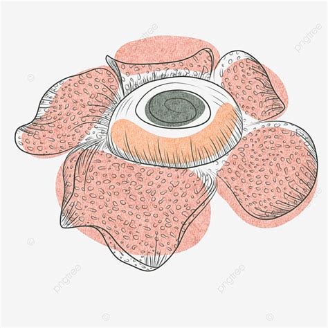 Rafflesia Flower White Transparent Line Art Drawing Of Rafflesia