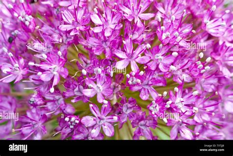 Allium Hollandicum Purple Sensation Stock Photo Alamy