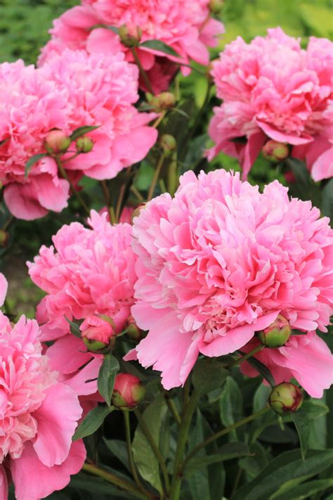 How To Grow Peonies Classic Long Living Low Maintenance Perennials