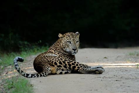 Wattala Safari D Une Demi Journ E Au Parc National De Yala Au D Part