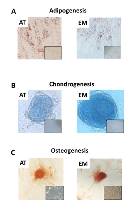 Tri Lineage Differentiation Of At And Em Mscs Micrographs Showing A