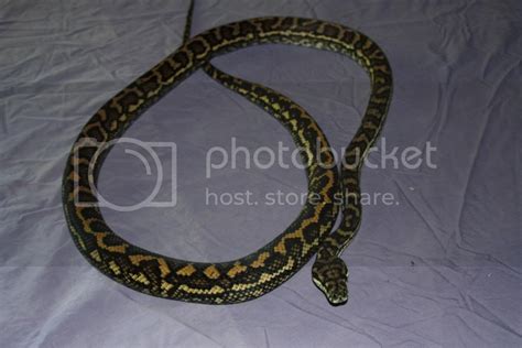 Coastal Carpet Python | Aussie Pythons & Snakes Forum