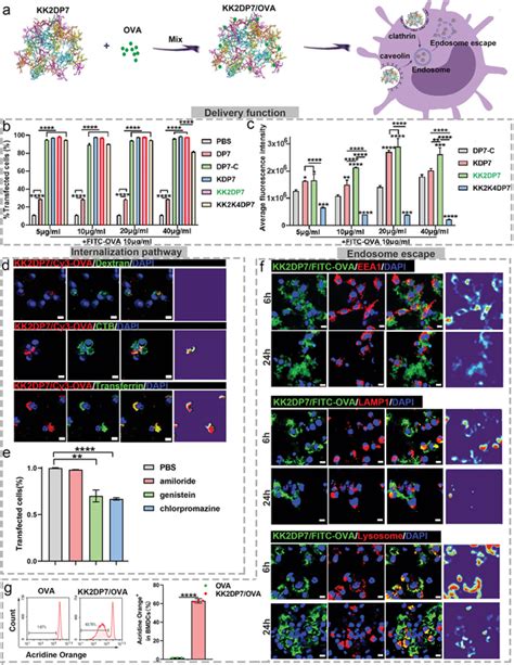 Intracellular Behavior Of Kk Dp Ova A Schematic Diagram Describing