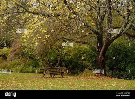 Picnic Table Under Tree Stock Photo Alamy