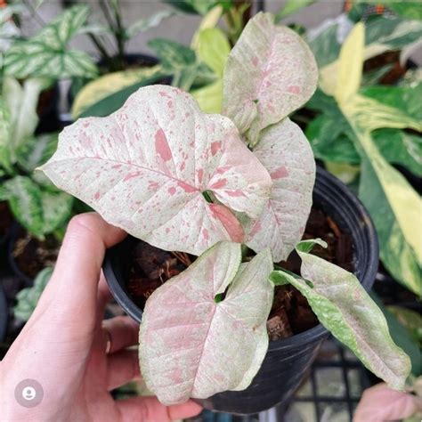 Jual Philodendron Pink Princes Tanaman Hias Philodendron Princes Pink