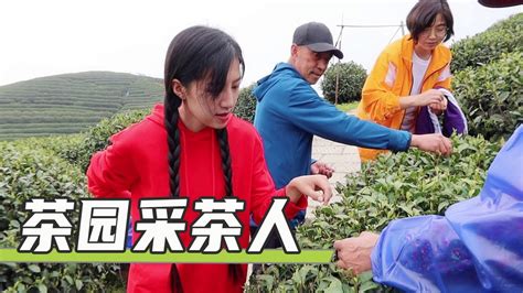 Vlog旧记：小登带爸爸和姑姑去体验采茶，第一次来茶园，满满的新鲜感【麦小登】 Youtube