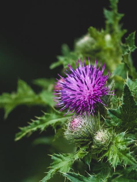 Milk Thistle: Benefits And Side Effects - HealthWealthWorld