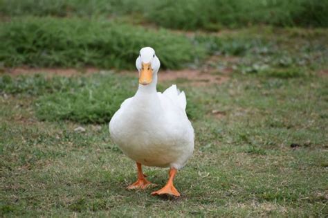 95 Hilarious Duck Puns with Duck Sense of Humor - Funny Jokes, Puns ...