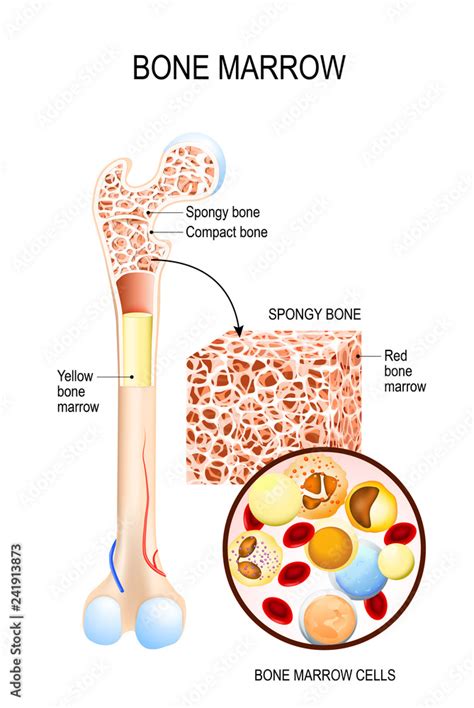 Vetor De Bone Marrow Yellow Red And Blood Cells Do Stock Adobe Stock