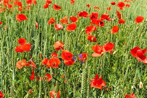 V Rhvede Mark Med Valmuer Blomster Stock Foto Colourbox