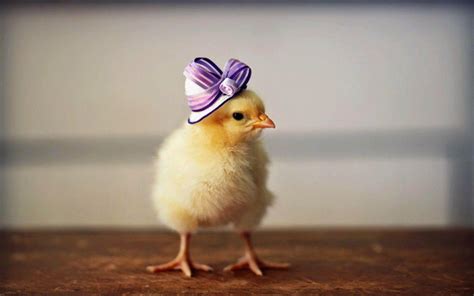 Baby Chick Wallpapers - Top Free Baby Chick Backgrounds - WallpaperAccess