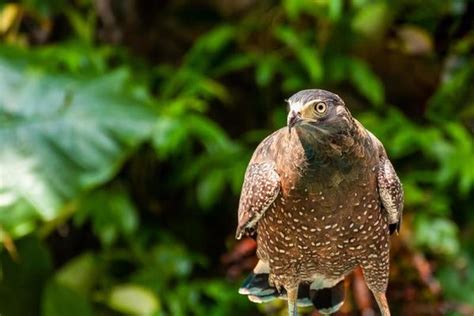 Burung Garuda Stock Photos, Images and Backgrounds for Free Download