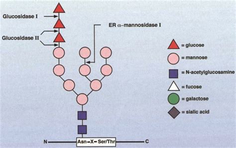 Oligosaccharides - BOC Sciences