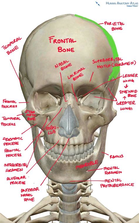 10+ images about The Human Body on Pinterest | The skulls, Facial ...