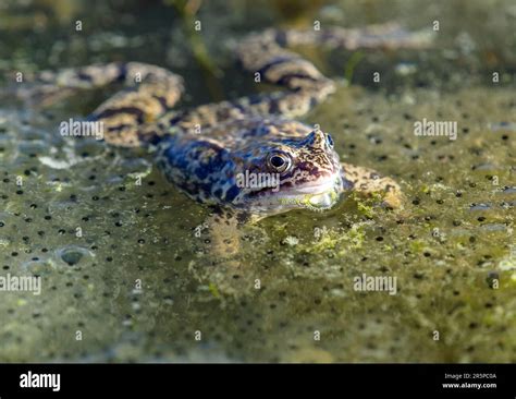 La rana con huevos en el agua fotografías e imágenes de alta resolución