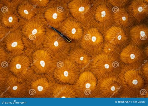 Underwater Life On The Dutch Caribbean Island Of Bonaire Stock Image