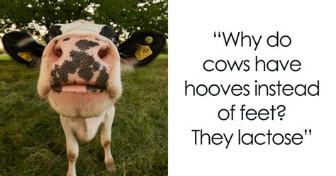 158 Cow Puns That Show How Wonderful These Animals Are | Bored Panda