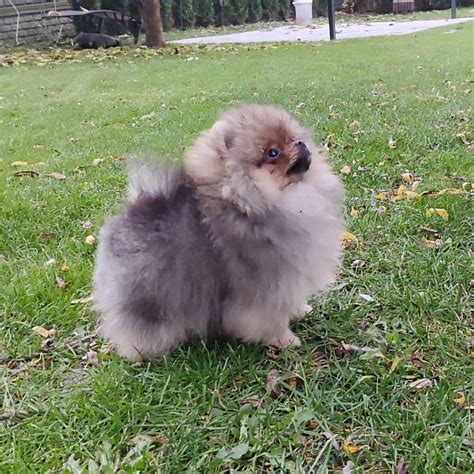 Pomeranian Szpic Miniaturowy Piesek FCI Rokiciny OLX Pl