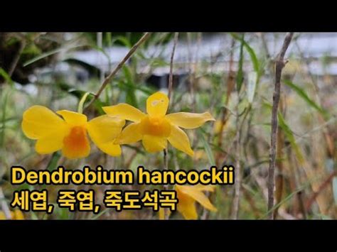 Dendrobium Hancockii Youtube