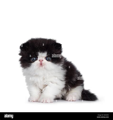 Cute few weeks old, very young black and white Persian cat ktten. Sitting facing front, looking ...