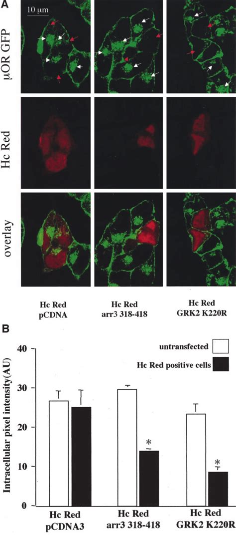 Effect Of Dominant Negative Grk2 And Arrestin 3 On Or Gfp Download