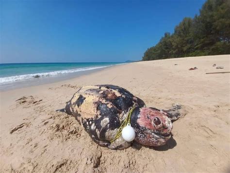 As Another Turtle Nest Found Mother Leatherback Found Dead