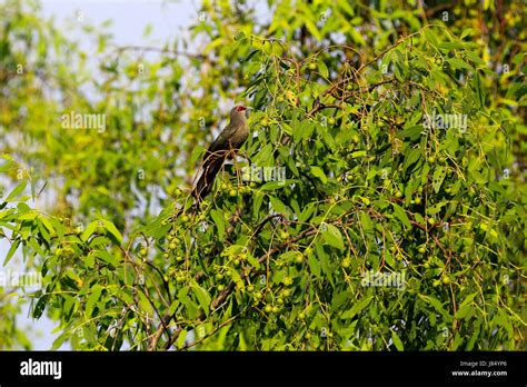 Green Billed Malkoha Phaenicophaeus Tristis In The World Largest