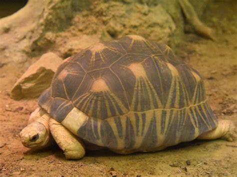 Astrochelys Radiata Radiated Tortoise In Natura Artis Magistra