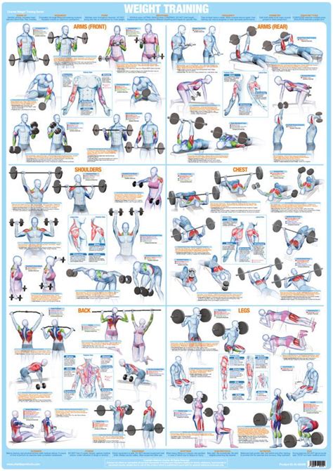 Bodybuilding And Weight Training Chart A1 Size Laminated