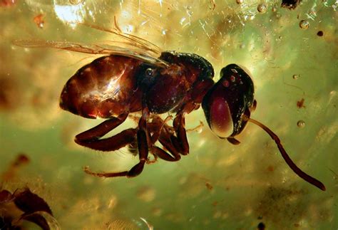Extracting Dinosaur Dna From Amber Fossils Impossible Scientists Say