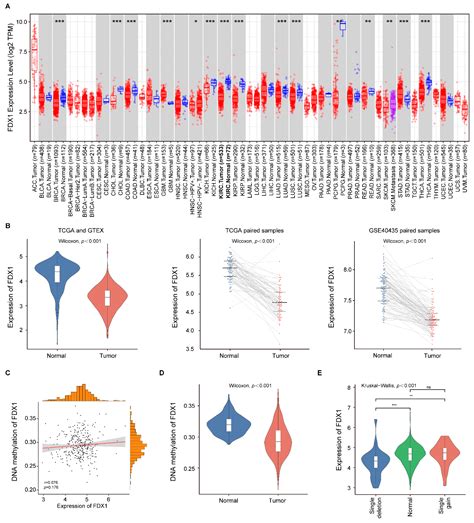 Genes Free Full Text Prognostic Clinicopathological And Function