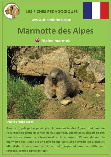 Fiches Animaux Des Montagnes Françaises Diconimoz Fiches