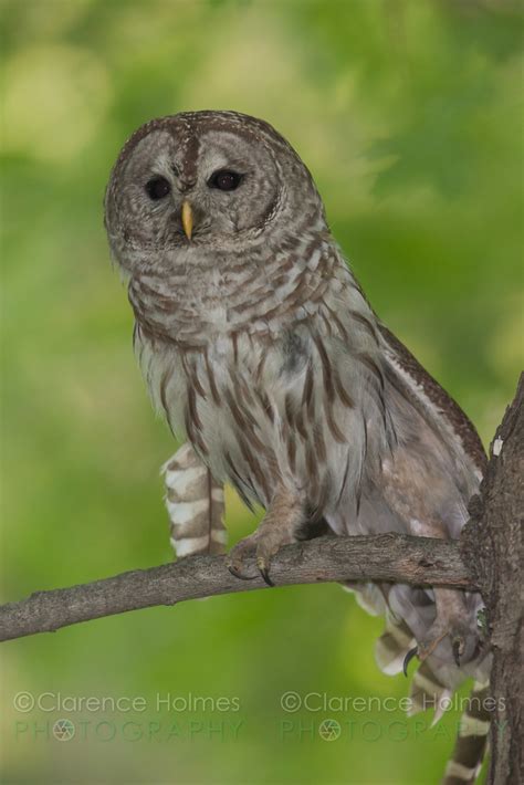 Barred Owl Strix Varia A Barred Owl Strix Varia Stretc Flickr