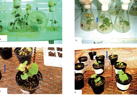 Figure From Clonal Propagation And Cryogenic Storage Of Virus Free