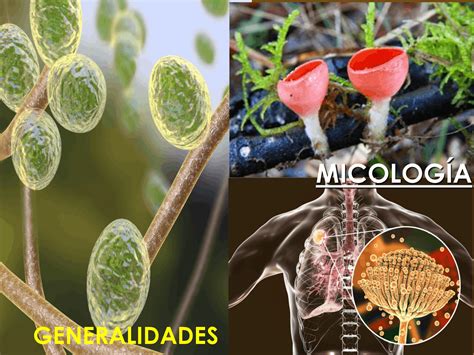 Micologia Generalidades Clases Impartidas Diapositivas De Micología