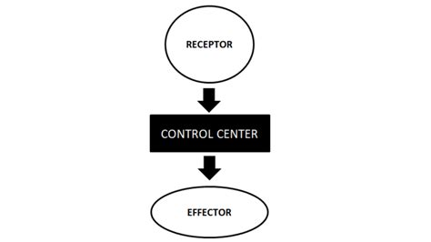 An Example Of Homeostasis