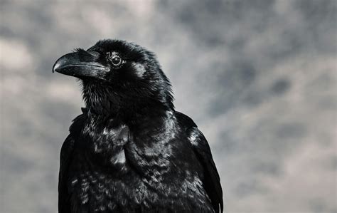 Fotografía De Enfoque Selectivo De Black Crow · Foto De Stock Gratuita