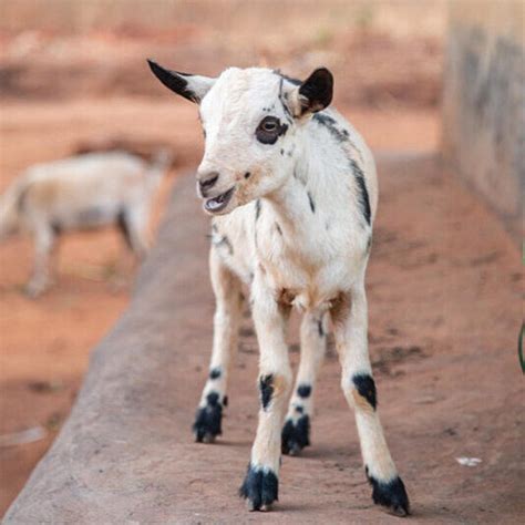 Livestock Malawi Tanzania Emmanuel International Uk