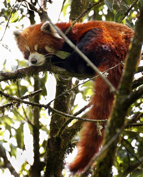 Why Canadians Should Act Globally To Save Biodiversity