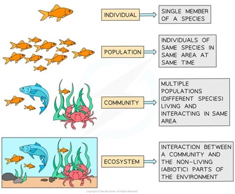 Fichas De Aprendizaje C4 1 Populations Size And Communities And