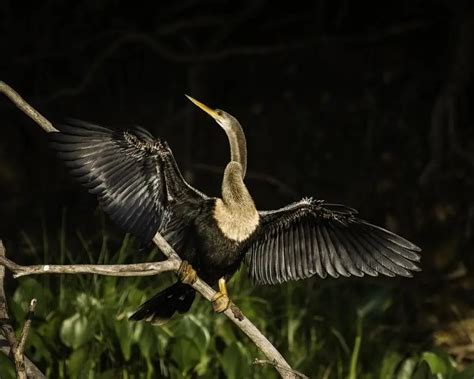 Anhinga - Facts, Diet, Habitat & Pictures on Animalia.bio