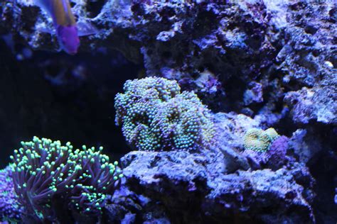 Ricordea Mushroom Corals - Reef Aquarium