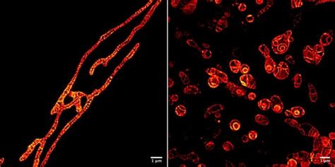 Mitochondria The Powerhouses Of The Cell Definition Structure